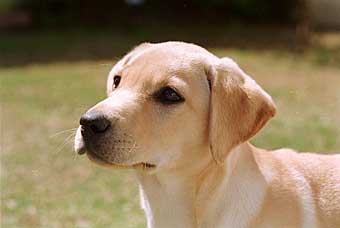 LABRADOR RETRIEVER